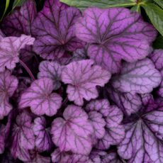 5023242373843 1 Heuchera Wild Rose 2L.jpg